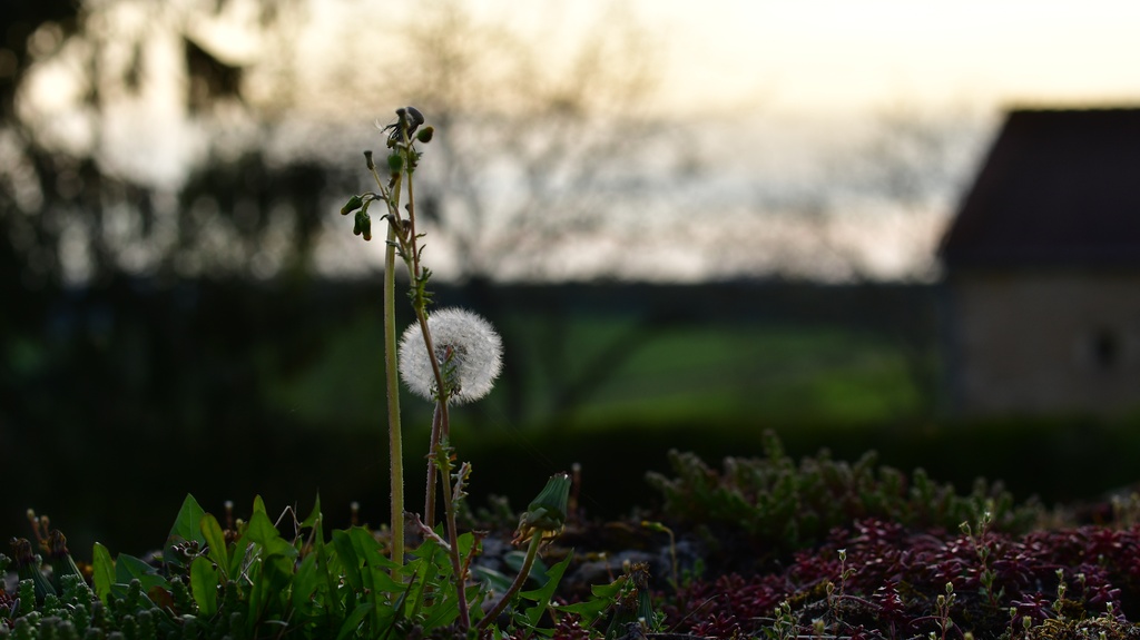 2022-04 Bourgogne/DSC_7036.JPG